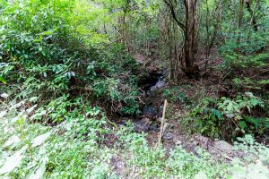 東筑波ハイキングコース登山道付近の湧き水
