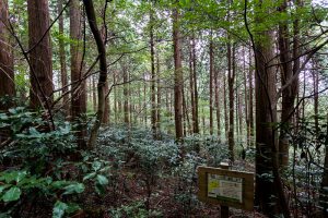 東筑波ハイキングコースの案内板。樹齢100年を超える人工林の森