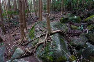 東筑波ハイキングコース登山道。岩の上を這う木の根