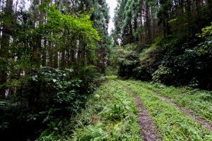 東筑波ハイキングコース登山道。杉の木立が続く