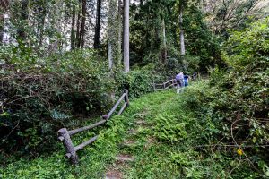 東筑波ハイキングコース登山道