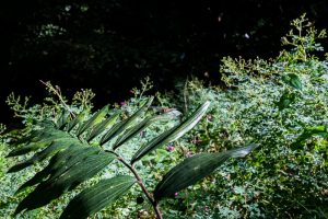 東筑波ハイキングコース登山道、初秋の山野草