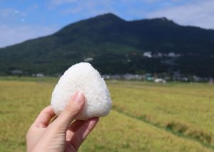 北条米の原種といわれる神郡米の新米おにぎりと筑波山