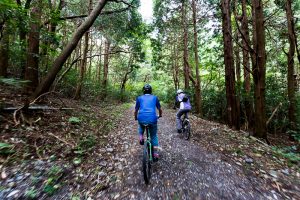 筑波山 東筑波ハイキングコースの林道をMTB（マウンテンバイク）で走る