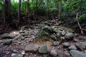 筑波山 御幸ヶ原コースの登山道の風景