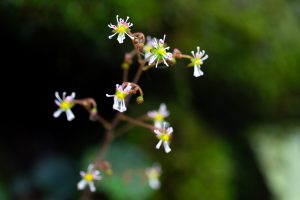 筑波山の固有種「ホシザキユキノシタ」