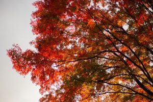 筑波山の紅葉